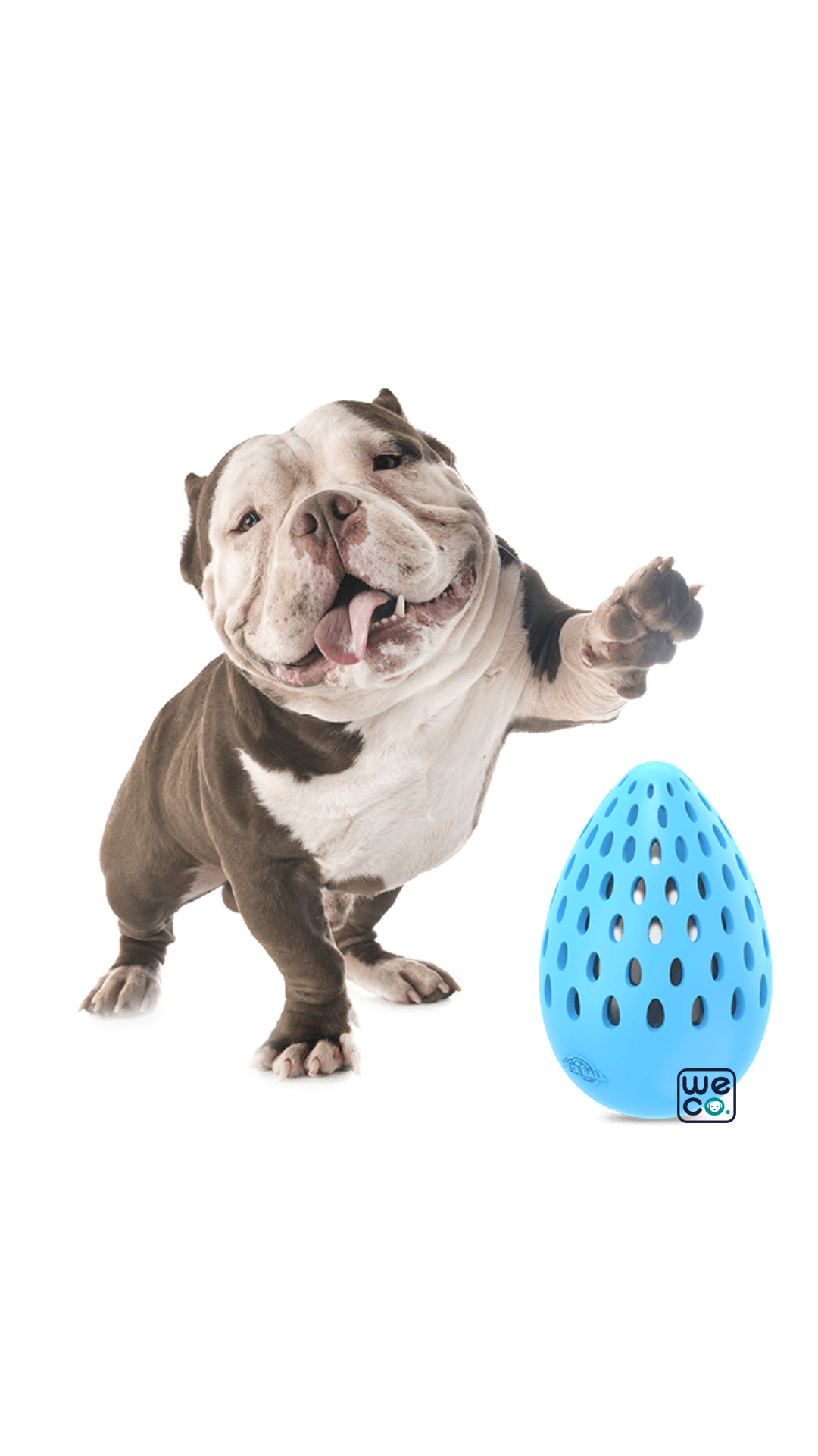 Holly egg indestructible afp