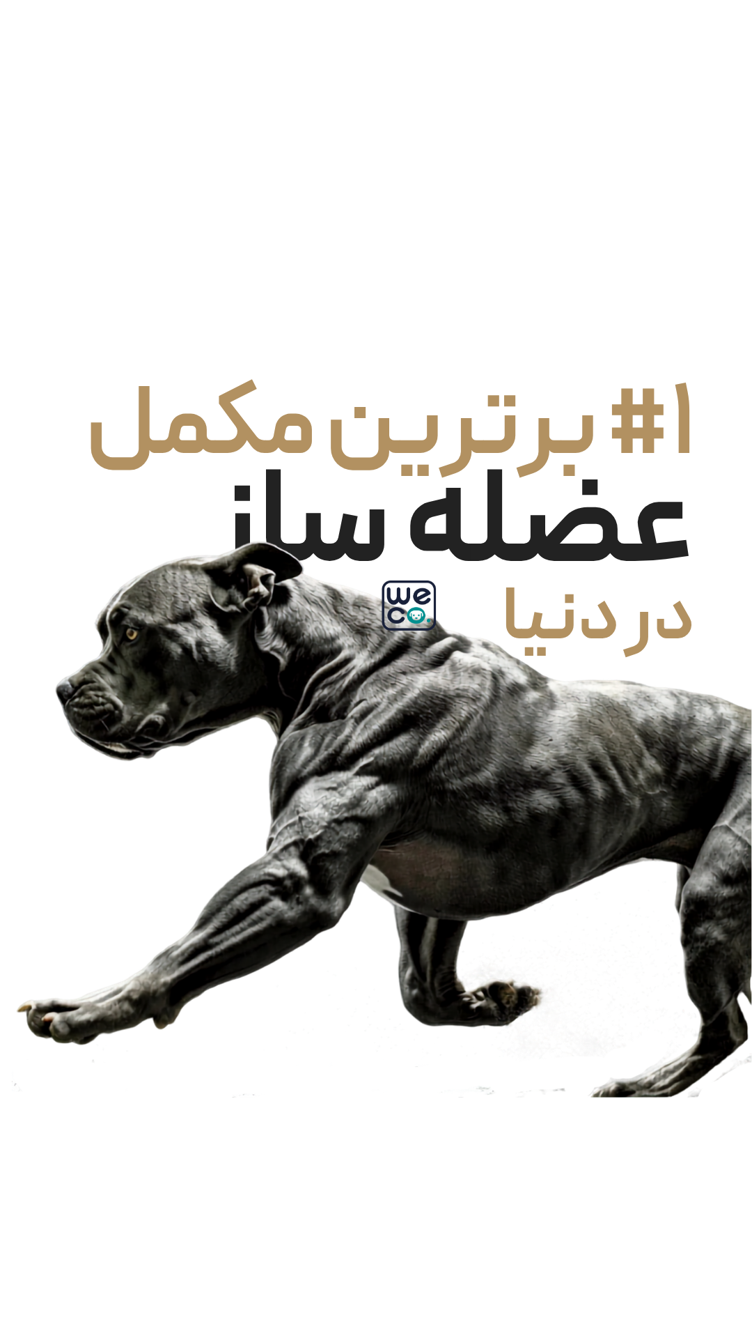 قرص Bully Max مدل Muscle Gain (11in1)