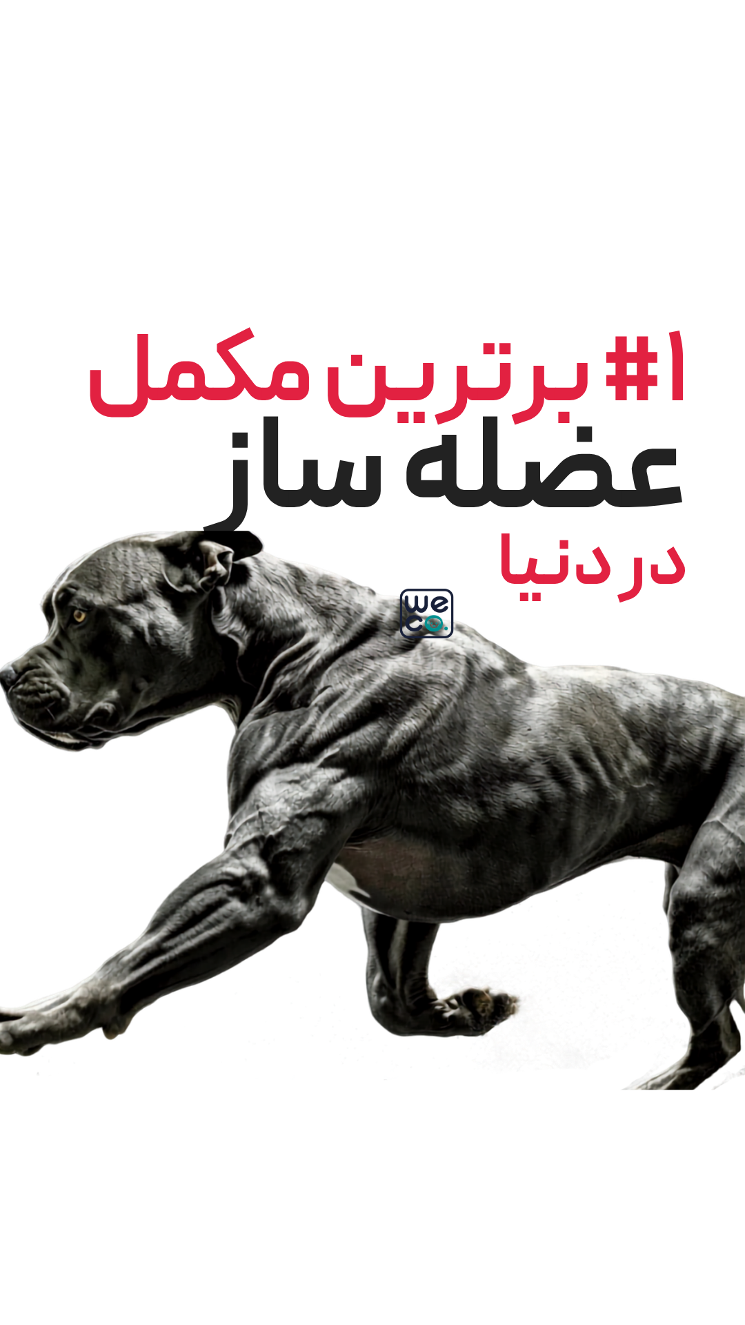 قرص 60  عددي برند Bully Max مدل Muscle gain (2 in 1)