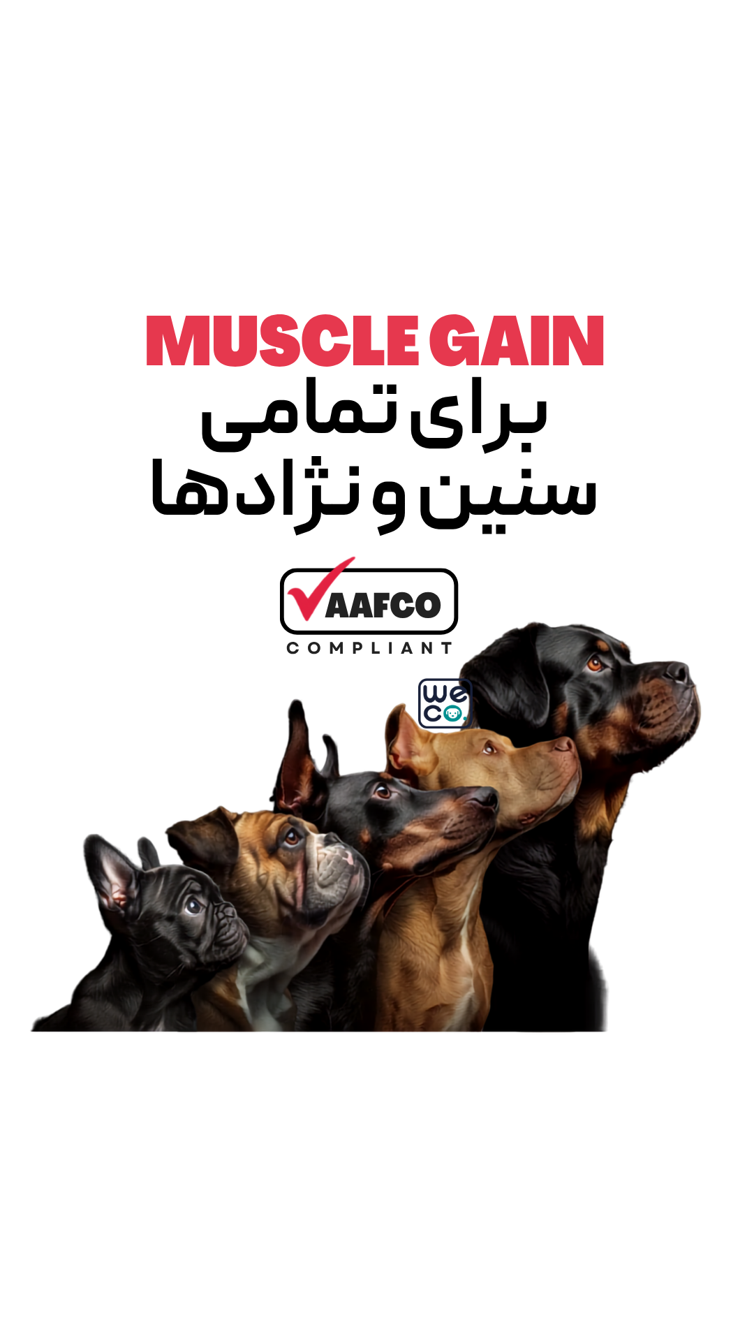 قرص 60  عددي برند Bully Max مدل Muscle gain (2 in 1)