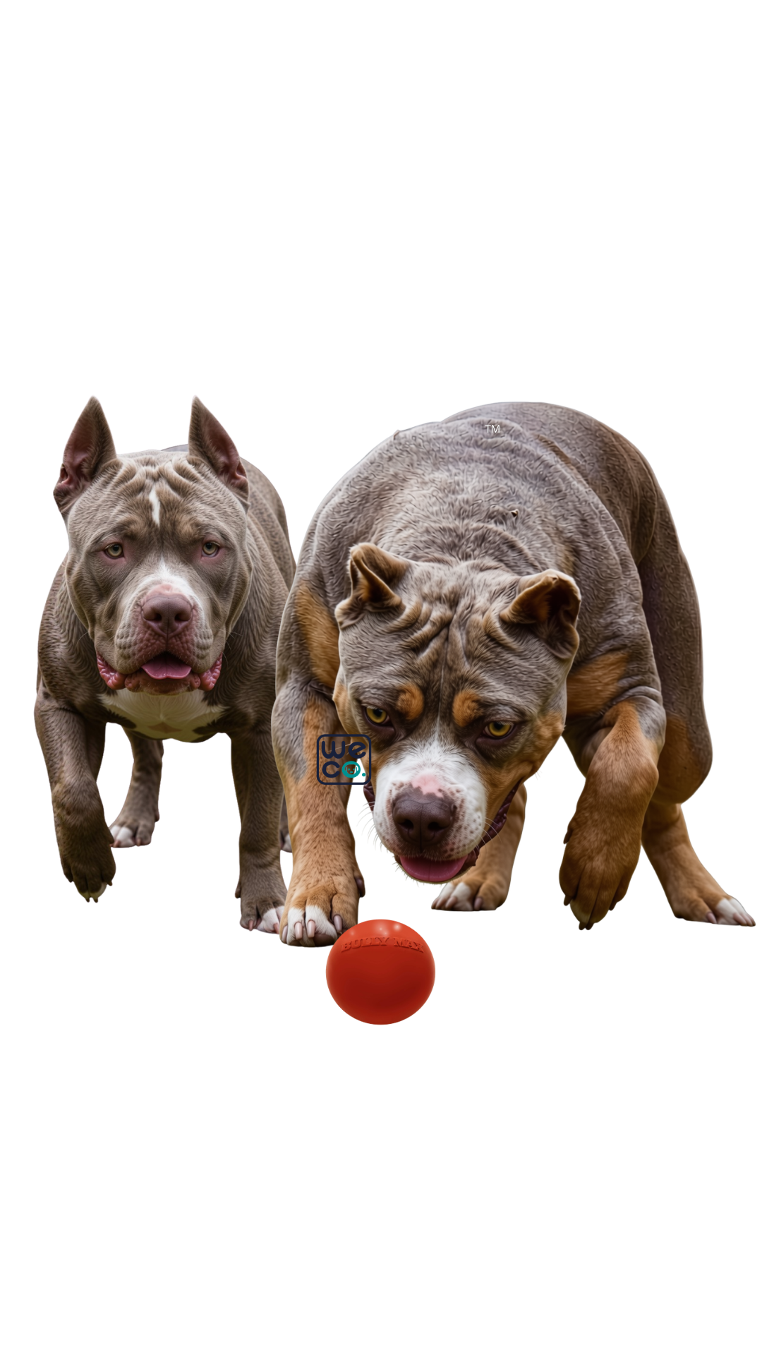 توپ برند Bully Max