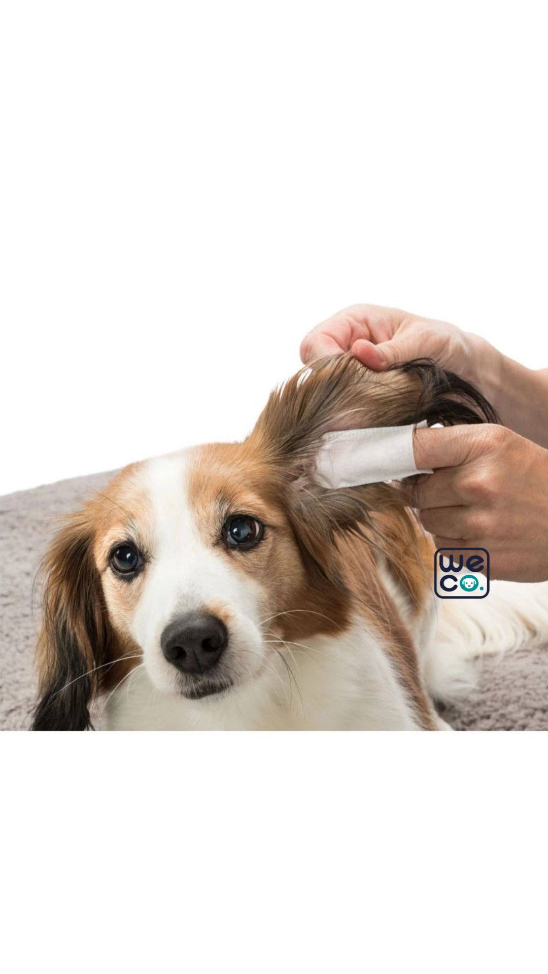 پد مراقبت از گوش تریکسی بسته ۵۰ عددی Trixie